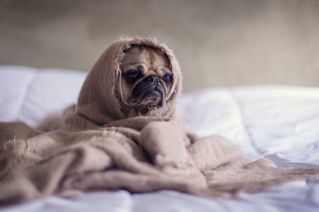 pug with a blanket